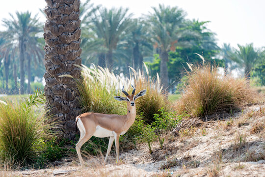 An oryx peers back at the viewer in the Saadiyat area of Abu Dhabi, UAE. The oryx is the national animal of the United Arab Emirates; Abu Dhabi, United Arab Emirates