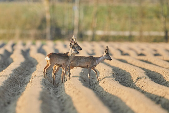 Roe deer (Capreolus capreolus) looking for food in a field of rows of dirt furrows; Bavaria, Germany