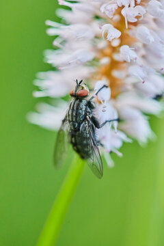 Extreme close-up of a Blow fly (Calliphoridae) on a European bistort (Bistorta officinalis, Persicaria bistorta) bloom; Bavaria, Germany