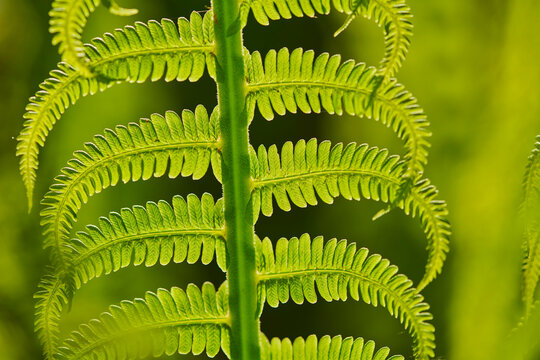 Detail  of a male fern or worm fern (Dryopteris filix-mas); Bavaria, Germany
