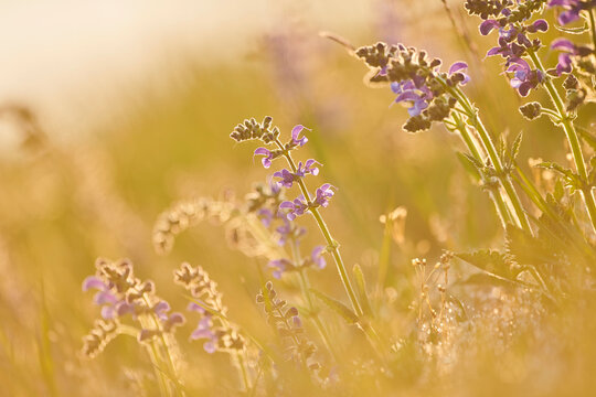 Meadow clary or meadow sage (Salvia pratensis) blooming in a meadow in Bavarian Forest National Park; Bavaria, Germany
