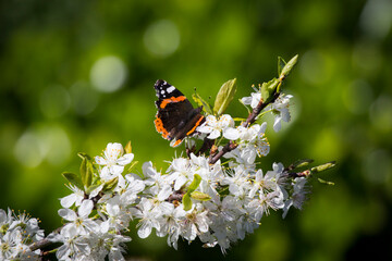 Mariposa sobre flor de manzano