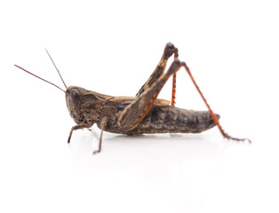 Little brown grasshopper.