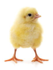 Small yellow chicken.