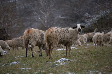 Obraz premium Ovejas pastando en un prado verde entre montañas nevadas