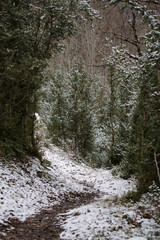 Sendero nevado entre los árboles. Camino con nieve en un bosque