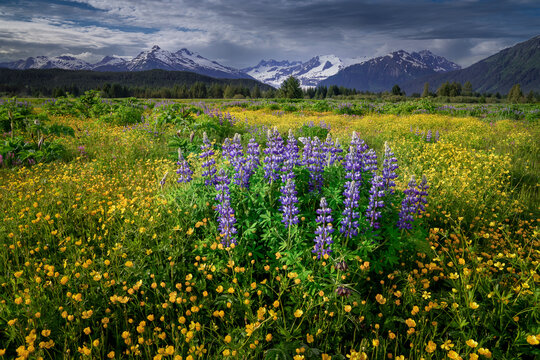 Field with wildflowers including buttercups and lupines, Mendenhall Wetlands, SE Alaska, Alaska, USA