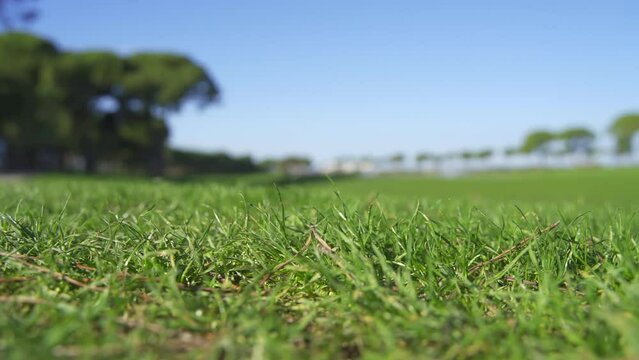 empty golf course green grass field close up