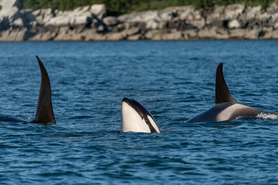 Orca/Killer whales (Orcinus orca) AF22 pod/group traveling in Lynn Canal, surfacing in the Pacific Ocean; Admiralty Island, Southeast Alaska, Alaska, United States of America