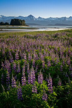 Field of wildflowers, lupines (Lupinus) Eagle Beach with the snow capped Chilkat Range forming a mountain ridge against a clear, blue sky; Juneau, Alaska, United States of America