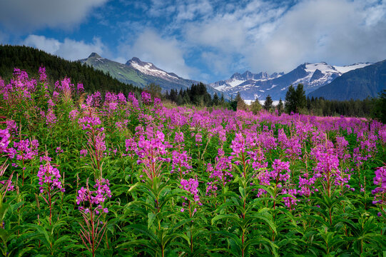 Fireweed blooms and the Mendenhall Towers and Glacier, Tongass Forest, SE Alaska, Alaska, USA