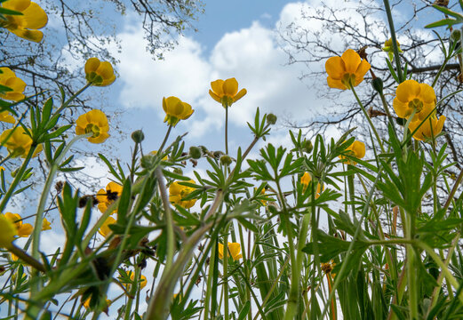 Low angle view of flowering buttercups (Ranunculus) in a meadow with clouds in the sky overhead; South Shields, Tyne and Wear, England