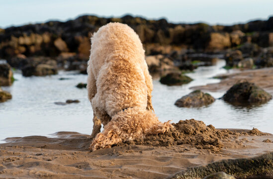 A blond cockapoo dog digs in the sand on a beach at the water's edge; Whitburn, Tyne and Wear, England