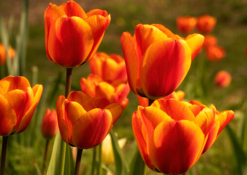 Red and yellow tulips in full bloom in the foreground in a garden of tulips; South Shields, Tyne and Wear, England