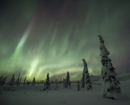 Beautiful aurora display dancing over the snow covered tundra near Eureka; Eureka, Alaska, United States of America