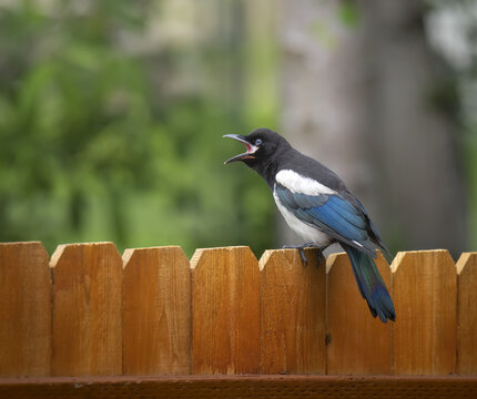 Black-billed magpie (Pica hudsonia) sitting on a fence and calling; Anchorage, Alaska, United Sates of America