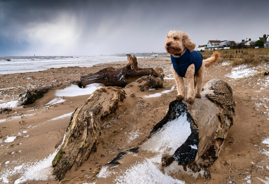 Blond cockapoo dog stands on driftwood on a snowy shore wearing a blue coat and looking down the coast with the ocean and coastline in the background; Whitburn, Tyne and Wear, England