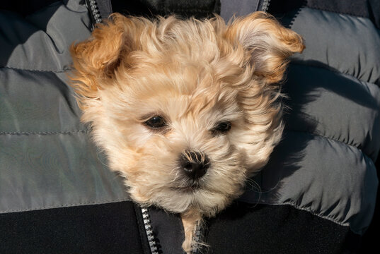 Small dog's head looks out the zipper opening of the owner's coat with sunlight on it's face; South Shields, Tyne and Wear, England