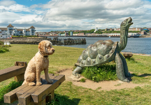 Blond cockapoo dog sits on a bench beside a turtle sculpture along the waterfront of South Shields looking out to the water; South Shields, Tyne and Wear, England