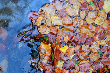 yellow leaves on the bank of a stream. autumn. reflection in the water.