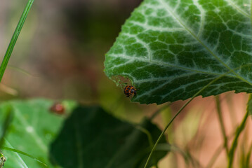 ladybug on leaf