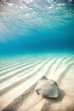 A stingray in the shallow waters off of Cabo San Lucas.