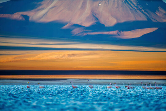Rare Andean flamingos in a high altitude lake.