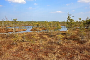 Great Ķemeri Bog in Ķemeri National Park in Latvia