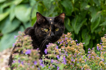 Tortoise Shell Cat looking over some small purple flowers with a green background.
