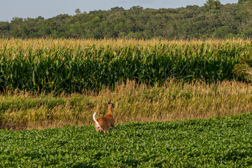 White-tailed deer near a corn field in the late afternoon in rural Minnesota, USA.
