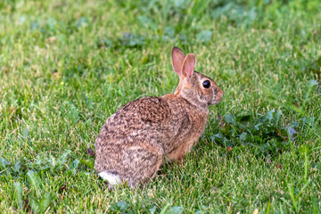 A cute young cottontail rabbit on the grass in a yard in Minnesota, USA.
