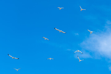 Flying seagulls against blue sky with white clouds. Flying above a lake in Minnesota, USA
