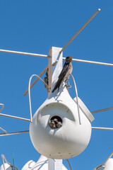 Adult Purple Martins and chicks in birdhouse in rural Minnesota, USA.
