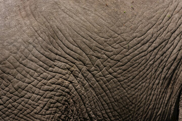 An elephant's hide.
