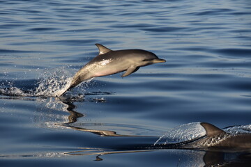 Baby spotted dolphin
