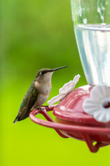 A cute Hummingbird enjoying sugar water from a red bird feeder in rural Minnesota, USA.
