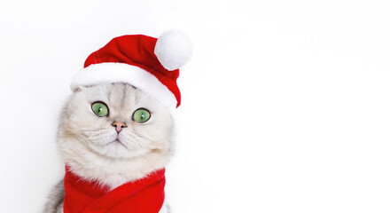 Wide banner with a cute white cat, in the red cap of Santa Claus