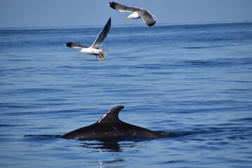 Dolphins and seagulls