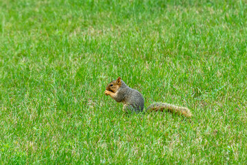 Gray squirrel having a snack on green grass in rural Minnesota, USA.
