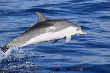 Spotted dolphin flight