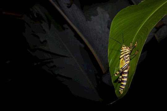 A locust on a banana leaf.