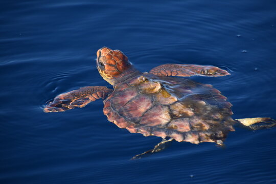 Loggerhead turtle