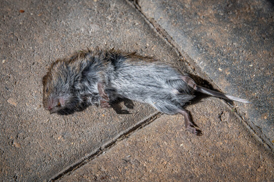 Dead mouse brought by farm cat to the house left on the cobblestone sidewalk in rural Minnesota, USA. .
