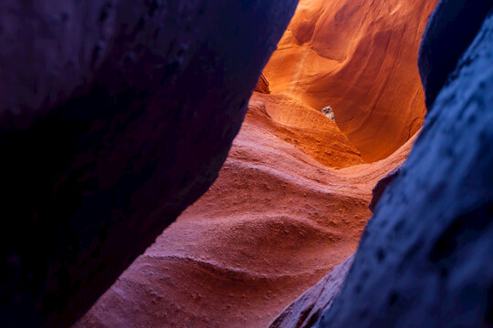 An owl looking down from a ledge in Spooky Slot Canyon.