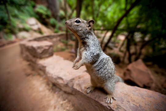 A squirrel stands unafraid alongside a hiking trail hoping for a handout.
