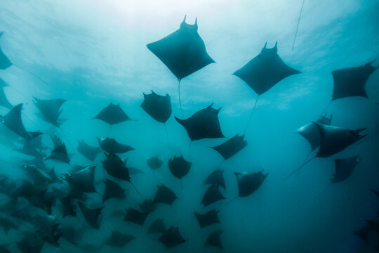 Mobula Rays schooling off of the Cabo Arch.