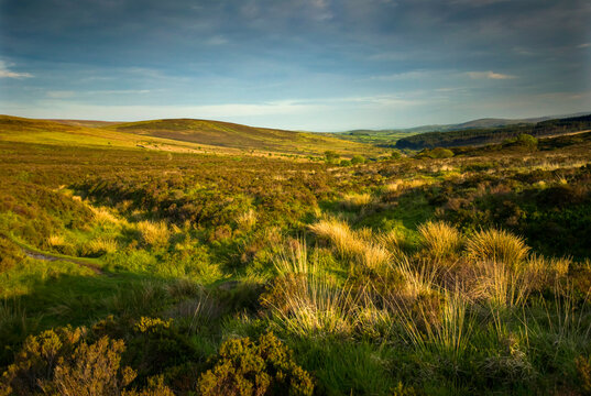 Landscape near Postbridge in Dartmoor National Park; Devon, England