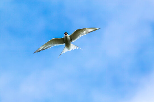 Arctic tern (Sterna paradisaea) in flight in a blue sky with cloud on Videy Island, near Reykjavik; Iceland