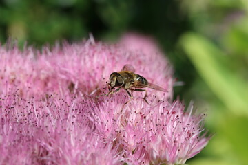 a honeybee sits at a pink flower for feeding on nectar in the garden in summer closeup