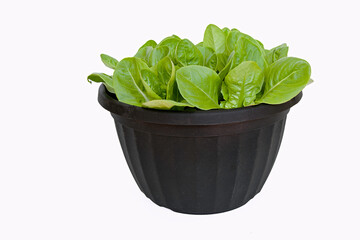 Fresh young romaine lettuce plants grown in a pot, White background.